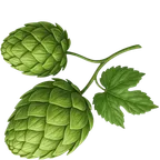 Foambyte hops for brewing.